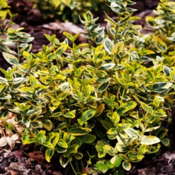 Marktäckare Omnia Garden Gulbrokig Klätterbenved Emerald'n'Gold