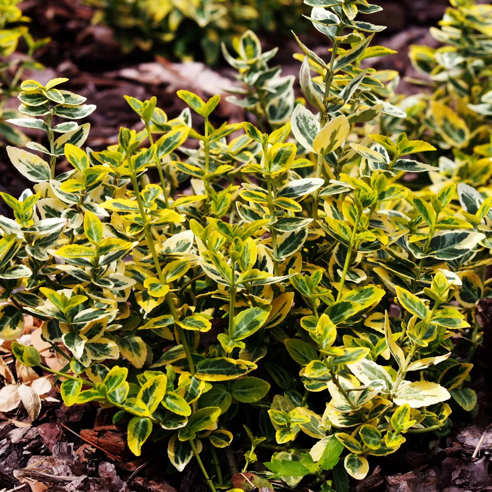 Marktäckare Omnia Garden Gulbrokig Klätterbenved Emerald'n'Gold