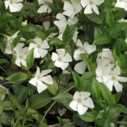 Marktäckare Vintergröna Omnia Garden Alba