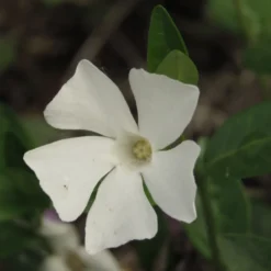 Marktäckare Vintergröna Omnia Garden Alba