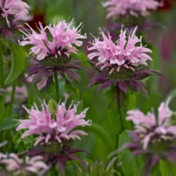 Perenner Omnia Garden Temynta Beauty of Cobham