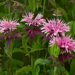 Perenner Omnia Garden Temynta Beauty of Cobham
