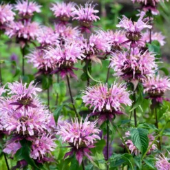 Perenner Omnia Garden Temynta Beauty of Cobham