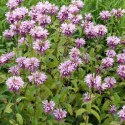 Perenner Omnia Garden Temynta Beauty of Cobham