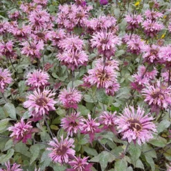 Perenner Omnia Garden Temynta Beauty of Cobham