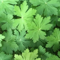 Perenn Omnia Garden Flocknäva Geranium Macrorrhizum Spessart