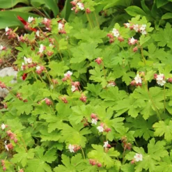 Perenn Omnia Garden Flocknäva Geranium Macrorrhizum Spessart