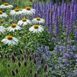 Perenn Omnia Garden Perennpaket Helheten