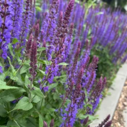 Perenn Omnia Garden Perennpaket Helheten