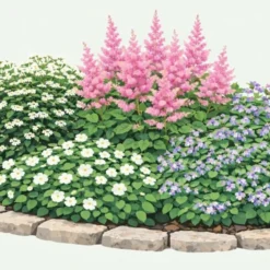 Perenn Omnia Garden Perennpaket Långvarig Trädgård