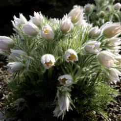 Planta Backsippa Omnia Garden Alba