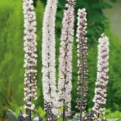 Planta Höstsilverax Omnia Garden Pink Spike