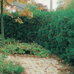 Planta Hybrididegran Omnia Garden Hillii 20-30 cm