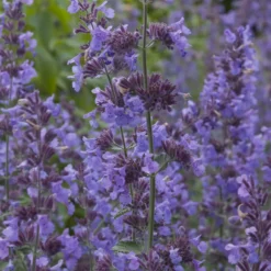 Planta Kantnepeta Omnia Garden Walker´s Low