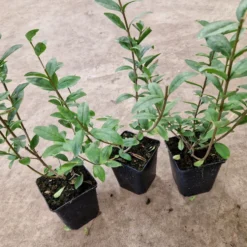 Planta Liguster Omnia Garden 30-50cm Krukodlade
