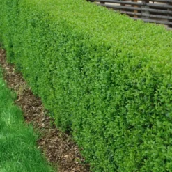 Planta Liguster Omnia Garden 30-50cm Krukodlade