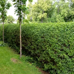 Planta Liguster Omnia Garden 30-50cm Krukodlade