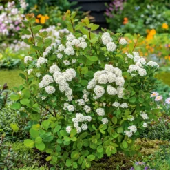 Planta Liguster Omnia Garden 30-50cm Krukodlade