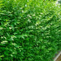 Planta Liguster Omnia Garden 30-50cm Krukodlade