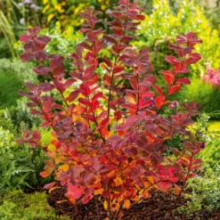 Planta Liguster Omnia Garden 30-50cm Krukodlade
