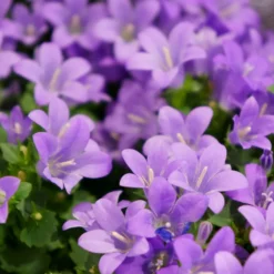 Planta Murklocka Omnia Garden