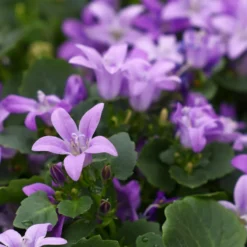 Planta Murklocka Omnia Garden
