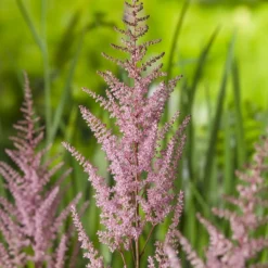 Planta Omnia Garden Astilbe Erika