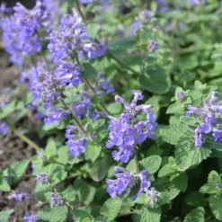 Planta Omnia Garden Bergnepeta Linghem