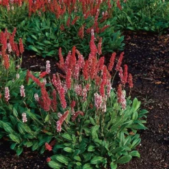 Planta Omnia Garden Bergormrot Darjeeling Red