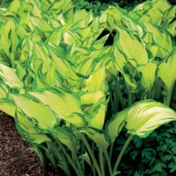 Planta Omnia Garden Blomsterfunkia Fortunei Albopicta