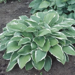 Planta Omnia Garden Blomsterfunkia Francee