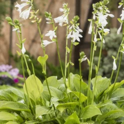 Planta Omnia Garden Doftfunkia Royal Standard