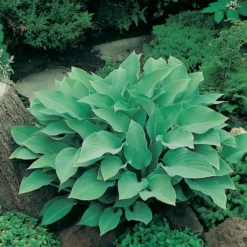 Planta Omnia Garden Funkia Krossa Regal