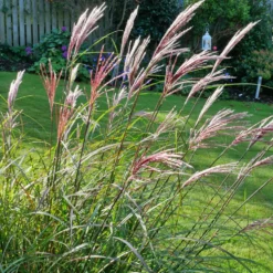 Planta Omnia Garden Glansmiskantus Red Chief