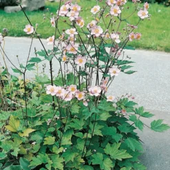 Planta Omnia Garden Höstanemon Königin Charlott