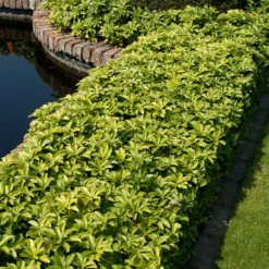 Planta Omnia Garden Skuggröna Green Carpet