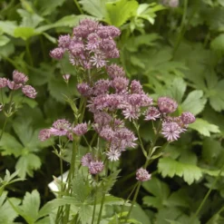 Planta Omnia Garden Stjärnflocka Major