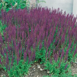 Planta Omnia Garden Stäppsalvia Ostfrisland