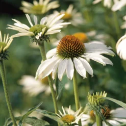 Planta Solhatt Omnia Garden Rudbeckia Alba