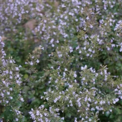 Planta Stenkyndel Omnia Garden