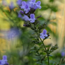 Planta Stenkyndel Omnia Garden