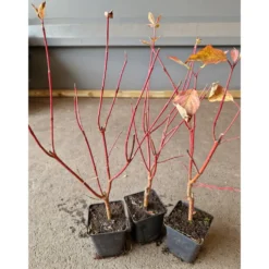 Planta Videkornell Omnia Garden Farba 20-40 cm