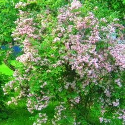 Planta Vit Ölandstok Omnia Garden 10-30cm Krukodlade