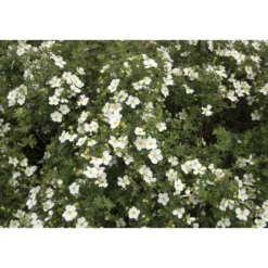 Planta Vit Ölandstok Omnia Garden 10-30cm Krukodlade