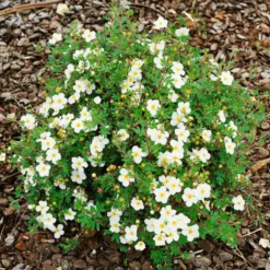 Planta Vit Ölandstok Omnia Garden 10-30cm Krukodlade