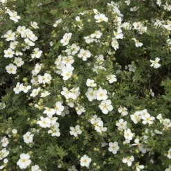 Planta Vit Ölandstok Omnia Garden 10-30cm Krukodlade
