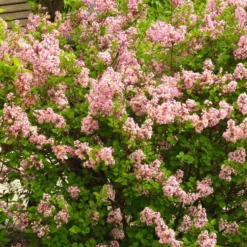 Planta Vit Ölandstok Omnia Garden 10-30cm Krukodlade
