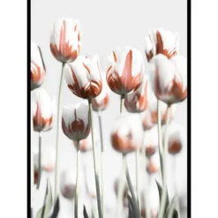 Poster Gallerix Dutch Tulips