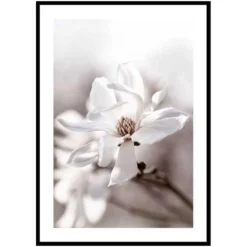 Poster Gallerix Flowering Star Magnolia