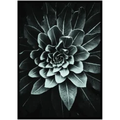 Poster Gallerix Leaf Rosette